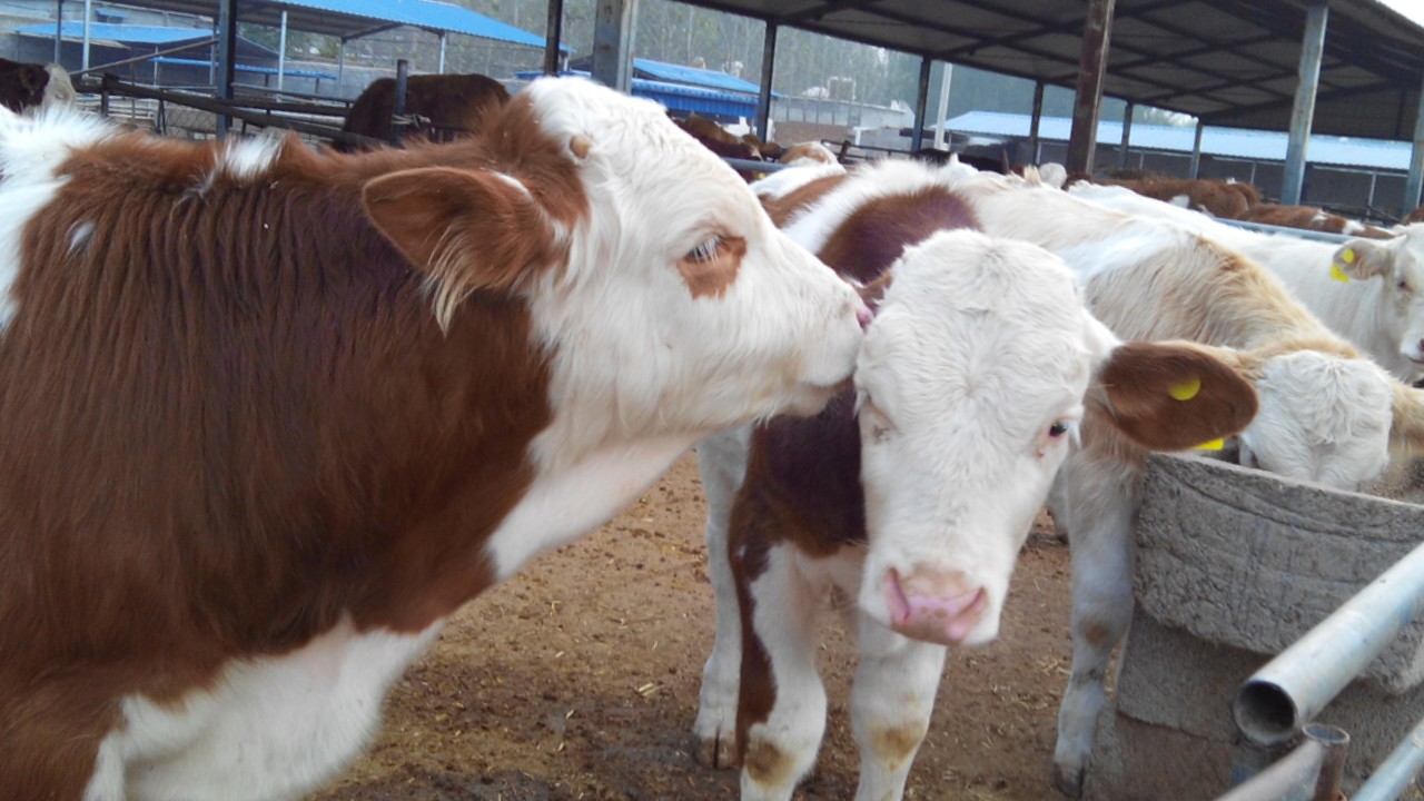 牛养殖中，常见营养代谢病及其防治（下）